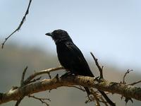 Drongo (Klykstjärtad drongo) - Dicrurus adsimilis