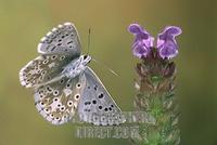 Adonis Blue ( Lysandra bellargus ) stock photo