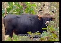 Indian Gaur worlds largest wild cattle stock photo