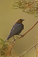 Brown Headed Cowbird ( Molothrus ater ) Male , Gila National Forest , New Mexico stock photo