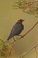 Brown Headed Cowbird ( Molothrus ater ) Male , Gila National Forest , New Mexico stock photo
