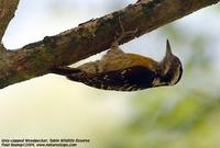 ...Gray-capped Woodpecker Dendrocopos canicapillus Tabin Wildlife Reserve, Sabah, Malaysia - 2004 ©