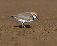 Kentish plover C20D 02377.jpg