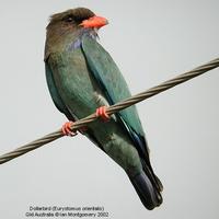 Dollarbird Eurystomus orientalis