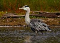 Grey Heron at Worfield Bog - December 2005 (photo John Robinson)