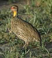 Yellow-necked Spurfowl p.100