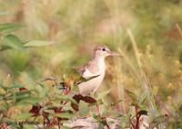 깝짝도요 Common Sandpiper Tringa hypoleucos