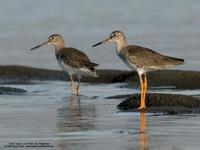 Common Redshank Tringa totanus