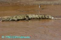 Crocodylus niloticus ssp