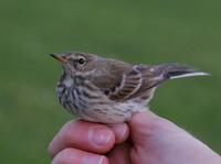 Water Pipit (Anthus spinoletta)