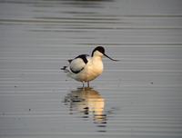 Avocet (Recurvirostra avosetta)