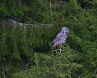 Great Grey Owl (Strix nebulosa)