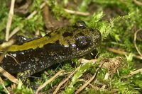 : Ambystoma macrodactylum; Long-toed Salamander