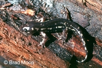 : Ambystoma rosaceum