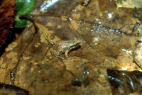 : Anhydrophryne rattrayi; Rattray's Frog