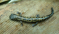 : Bolitoglossa franklini