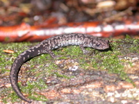 : Plethodon welleri; Weller's Salamander