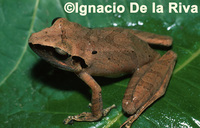 : Pristimantis danae