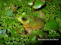 : Pseudis paradoxa; Paradox Frog