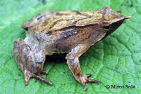 : Rhinoderma darwinii; Darwin's Frog