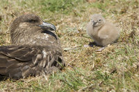 : Catharacta antarctica; Southern Skua