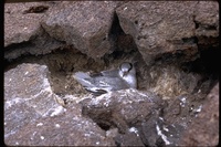 : Phaethon aethereus; Red-billed Tropicbird