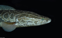 : Channa argus; Northern Snakehead