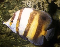 : Chelmon muelleri; Mueller's Coralfish