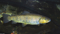 : Salmo trutta; Brown Trout