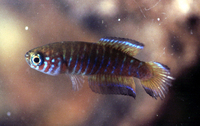 : Simpsonichthys parallelus; Vereda Killifish