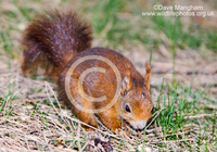 : Sciurus vulgaris; Eurasian Red Squirrel