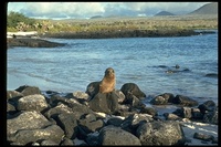 : Zalophus californianus ssp. galapagoensis; Galapagos Sea Lion