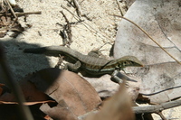 : Ameiva griswoldi; Antigua Bank Ameiva