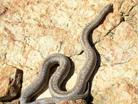 : Charina roseofusca; Rosy Boa