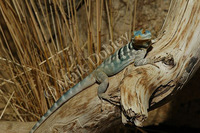 : Petrosaurus thalassinus; California Rock Lizard