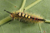 : Orgyia antigua; Rusty Tussock Moth