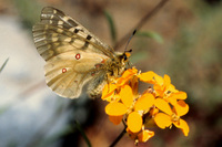 : Parnassius clodius ssp. clodius; American Apollo