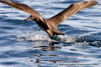 Black-footed Albatross. 1 October 2006. Photo by Kathleen Cameron