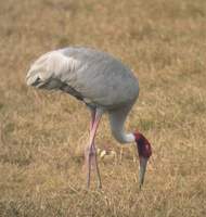 Sarus Crane (Grus antigone) 2004. december 29. Bharatpur, Keoladeo Ghana National Park