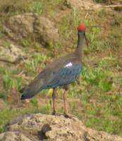 Black (Red-naped) Ibis (Pseudibis papillosa) 2004. december 31. Chambal River