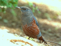 바다직박구리 [blue rockthrush]