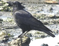 까마귀 Carrion Crow