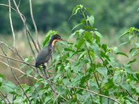 Black Bittern - Adult male