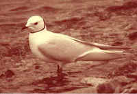 NWT Ross's Gull Rhodostethia rosea