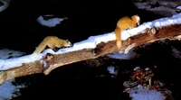 담비 (yellow marten/Martes melampus)