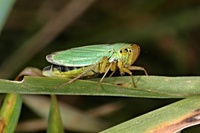 Cicadella viridis - green leafhopper