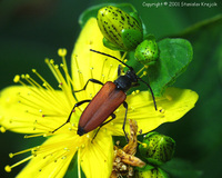 Anastrangalia sanguinolenta