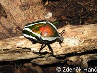Dicronorrhina derbyana layardi