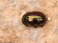 Chrysolina americana