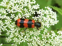 Trichodes apiarius